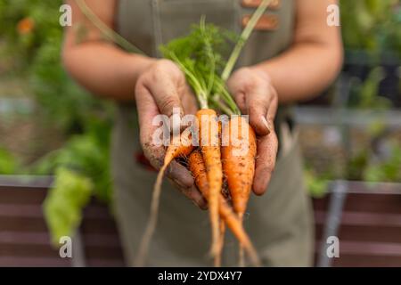 L'agricoltore ha in mano carote fresche biologiche, appena raccolte dal giardino Foto Stock