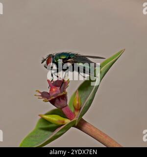 Una Common Greenbottle, Lucilia caesar, che riposa su Sweet Spurge. Primo piano, ben focalizzato con buoni dettagli su uno sfondo neutro. Foto Stock