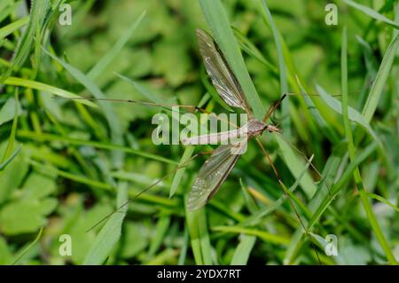 Una vista dall'alto di una palude femminile, Tipula Oleracea, che poggia sull'erba. Un primo piano ben concentrato di questa mosca elegante. Bellezza nella natura. Foto Stock