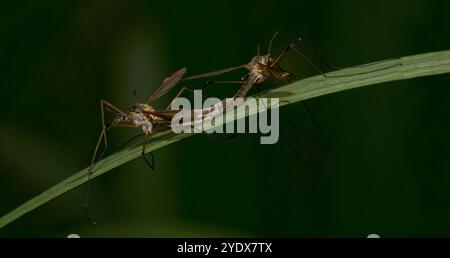 Un paio di mosche Gru accoppiate, Tipula varipennis, su una lunga foglia sottile adagiata su uno sfondo naturale sfocato. Primo piano, ben concentrato, buoni dettagli. Foto Stock