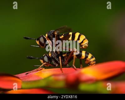 Un paio di api a quattro bande ben focalizzate, CONOPS Quadrifasciatus. Si stanno accoppiando. Il maschio è in cima. Luminoso, colorato, primo piano e dettagliato Foto Stock