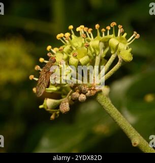 Una mosca di sterco dorato, Scathophaga stercoraria, che prende il nettare da un fiore di edera. Grandi occhi rossi. Primo piano e ben focalizzato con buoni dettagli. Foto Stock