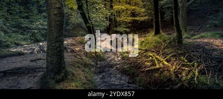 Cascate di Golitha. Un'immagine panoramica del fiume Fowey che scorre attraverso l'antico bosco di Draynes Wood sul Bodmin Moor in Cornovaglia nel Regno Unito. Foto Stock