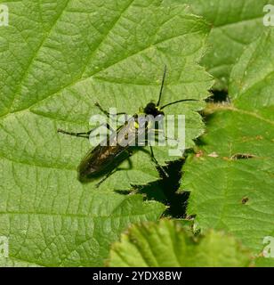 Una vista dall'alto di una sega trifoglio con lati gialli ben focalizzata, Tenthredo notha. Nota anche come Sawfly comune. È in primo piano e poggia su una foglia. Foto Stock