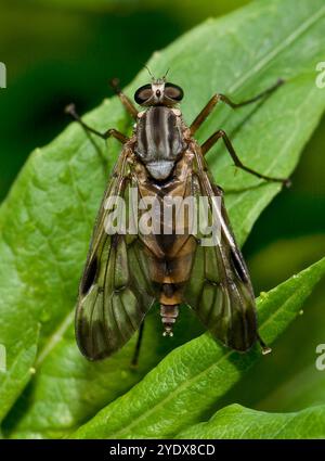 Vista dall'alto di Snipe Fly, Rhagio scalopaceus, in piedi su una foglia. Primo piano, ben concentrato con buoni dettagli. Uno sfondo verde naturale. Foto Stock