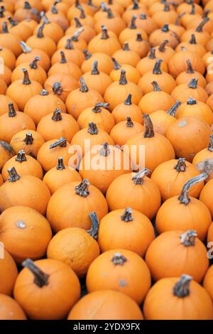 File di zucche peluche arancioni riempiono il mercato, mostrando il loro colore ricco e le varie dimensioni. Questo vivace spettacolo cattura l'essenza della festa autunnale Foto Stock