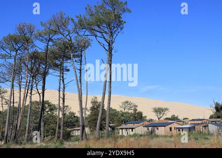 Disastro ecologico: Foresta di pini distrutta dai grandi incendi del luglio 2022 intorno alla Dune du Pilat in Gironde, nel sud-ovest della Francia. Più di t Foto Stock