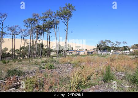 Disastro ecologico: Foresta di pini distrutta dai grandi incendi del luglio 2022 intorno alla Dune du Pilat in Gironde, nel sud-ovest della Francia. Più di t Foto Stock