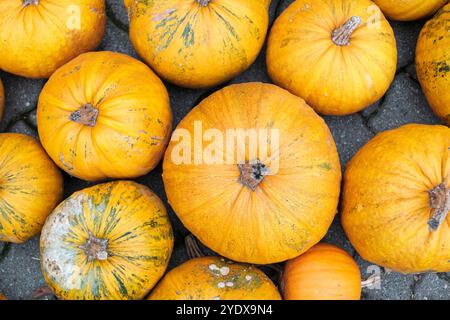 Una vivace gamma di zucche di varie dimensioni e forme riempie lo spazio, mostrando le loro splendide tonalità arancioni. La stagione del raccolto porta il calore a. Foto Stock