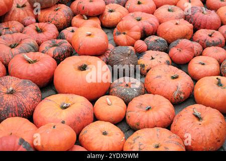 Un vivace raduno di zucche di varie forme e dimensioni mette in mostra le ricche sfumature dell'autunno. Questa ricca collezione porta lo spirito delle feste in un loc Foto Stock