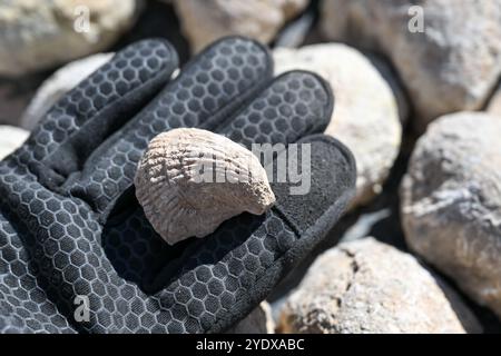 (241028) -- ATUX, 28 ottobre 2024 (Xinhua) -- Un membro di una squadra di spedizione scientifica controlla un fossile di conchiglia alla rovina dell'antico mare nella contea di Wuqia, nella prefettura autonoma di Kirgiz di Kizilsu nel nord-ovest della Cina Xinjiang Uygur Autonomous Region, 25 ottobre 2024. Una spedizione scientifica multidisciplinare di otto giorni è stata lanciata il 19 ottobre a Atux City nello Xinjiang. Durante la spedizione, i ricercatori hanno condotto indagini su antiche strade, siti storici e importanti marchi geografici nella prefettura autonoma di Kizilsu nello Xinjiang. (Xinhua/Ding lei) Foto Stock