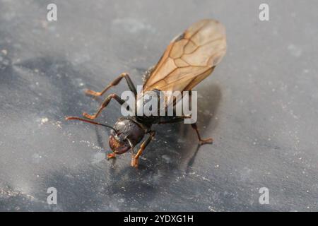 Messor barbarus Ant Foto Stock