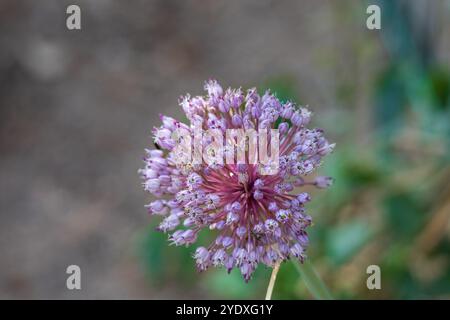 Allium ampeloprasum, porro selvatico, con spazio copia e sfondo naturale in modalità orizzontale Foto Stock