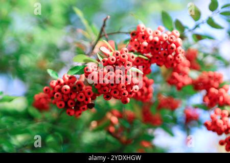 Bacche di Coccinea Pyracantha. Bacche rosse raggruppate su un ramo d'albero circondate da foglie verdi vibranti Foto Stock