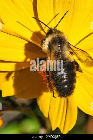 Un'ape su un fiore del Cosmos in un giardino autunnale. Foto Stock