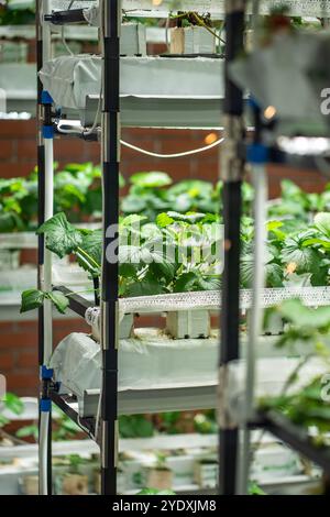 Coltivazione di fragole in serra. Mini-azienda agricola per la coltivazione di Fragaria al chiuso in terreno artificiale. Foto Stock