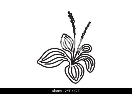 Pianta botanica disegnata a mano, contorno nero isolato su sfondo bianco. Illustrazione vettoriale della piantana artistica in fiore alla moda. Design grafico con spazio Illustrazione Vettoriale