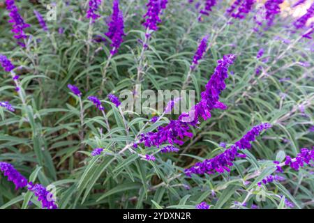 Vista ravvicinata della pianta della leucanta di Salvia, chiamata anche salvia messicana, un'erbacea perenne. Prominente arcuato vellutato blu e viola inflorescenc Foto Stock