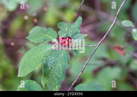 Succhietto di miele per le festività natalizie con primo piano Lonicera xylosteum di frutti rossi Foto Stock