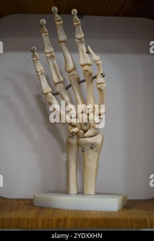 Centro di fisioterapia specializzato in patologie della mano, del gomito e della spalla prima o dopo l'intervento. Scheletro della mano. Pratica fisioterapica 016809 016 Foto Stock