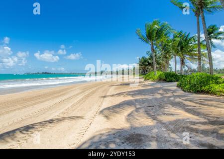 Vista mattutina dell'oceano caraibico e della spiaggia costeggiata da palme del Bahia Beach Resort a Rio grande, Porto Rico. Foto Stock