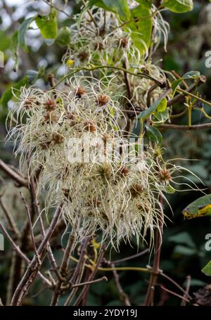 Barba di Old mans Clematis vitalba viaggiatori gioia, erba nociva cresce più velocemente di edera lunghi peli setosi disperdono teste di semi soffici scalatore legnoso vigoroso Foto Stock