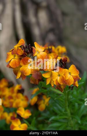 Fiori gialli-arancioni di fiocco [Erysimum x cheiri (L.) Crantz] Foto Stock