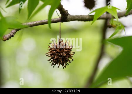 Giovani foglie verdi e palline di semi di Liquidambar styraciflua, comunemente chiamata gomma dolce americana (albero ambrato) sullo sfondo sfocato Foto Stock