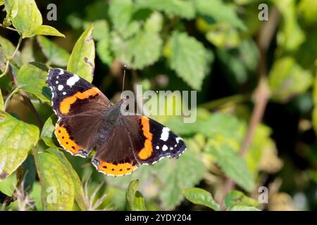 Ammiraglio rosso Vanessa atalanta, farfalla grigio fumo sottoscocca e base alare sopra le ali nere con bande rosse arancioni e macchie bianche Foto Stock