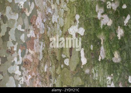 Platanus occidentalis albero corteccia struttura closeup. Un albero che sparge corteccia. Il modello è simile a un modello di mimetizzazione militare. Foto Stock