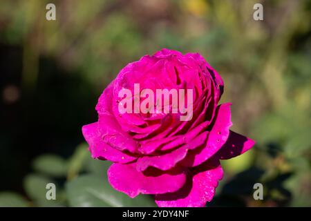 La foto ravvicinata della famosa, bella e robusta varietà di rose rosa "la Regina Elisabetta" con fiori rosa arrotondati sui lunghi gambi in un luminoso sunlig Foto Stock