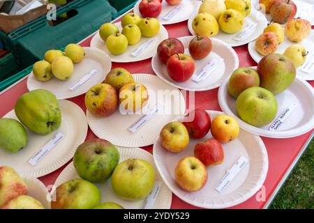 Esempi di varietà di mele fuori su un tavolo in un frutteto in un evento della Apple Day, in autunno o in autunno. Concetto di allotti, giardinaggio, frutta, gr Foto Stock