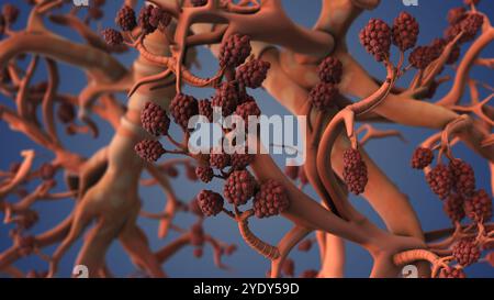 Alveoli respiratori all'interno della struttura dei polmoni umani Foto Stock