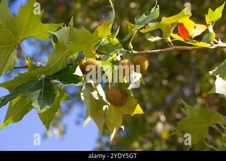 Giovani foglie verdi e palline di semi di Liquidambar styraciflua, comunemente chiamata gomma dolce americana (albero ambrato) sullo sfondo sfocato Foto Stock