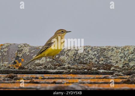 Coda di cavallo giallo occidentale (Motacilla flava flavissima) su un tetto, Norfolk, Regno Unito. Foto Stock