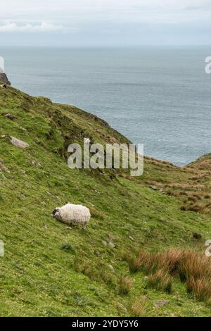 Pecore che pascolano su un pendio erboso vicino alle scogliere di Slieve League nella contea di Donegal, in Irlanda, con l'Oceano Atlantico sullo sfondo Foto Stock