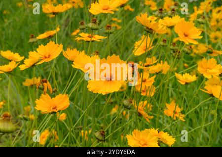 I fiori di Coreopsis grandiflora crescono in giardino. Campagna. Fiori gialli nel prato. Fiori in fiore. Foto Stock