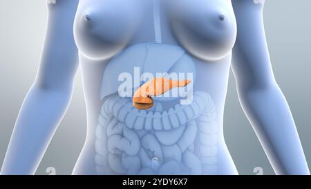 Il pancreas regola i livelli di insulina nel diabete Foto Stock