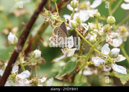 Farfalla blu con borchie d'argento su fiore Bramble - Plebejus argus Foto Stock