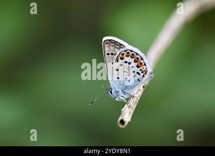 Maschio farfalla blu con borchie d'argento - Plebejus argus Foto Stock