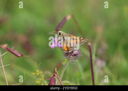 Skipper maschio con macchie d'argento - Hesperia comma Foto Stock