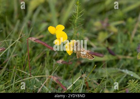 Skipper maschio con macchie d'argento - Hesperia comma Foto Stock