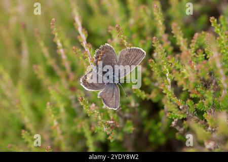 Femmina farfalla blu con borchie d'argento - Plebejus argus Foto Stock