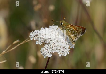 Skipper maschio con macchie d'argento - Hesperia comma Foto Stock