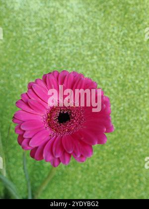un fiore di gerbera rosa su sfondo bianco Foto Stock