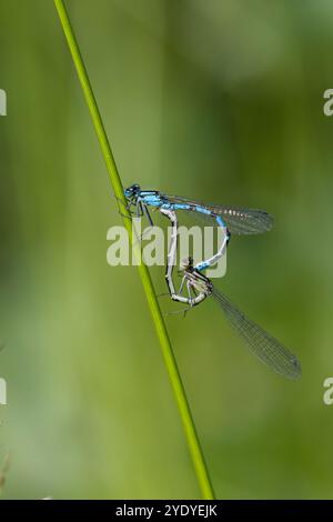 Becherjungfer, Gemeine Becherjungfer, Becher-Jungfer, Becher-Azurjungfer, Becherazurjungfer, Azurjungfer, Paar, Pärchen, Paarung, Paarungsrad, Kopulat Foto Stock