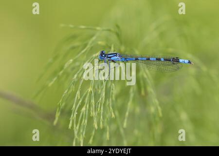 Becherjungfer, Gemeine Becherjungfer, Becher-Jungfer, Becher-Azurjungfer, Becherazurjungfer, Azurjungfer, Männchen, Enallagma cyathigera, Enallagma cy Foto Stock