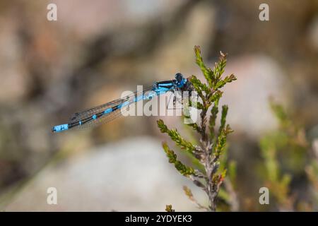 Becherjungfer, Gemeine Becherjungfer, Becher-Jungfer, Becher-Azurjungfer, Becherazurjungfer, Azurjungfer, Männchen, Enallagma cyathigera, Enallagma cy Foto Stock