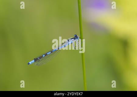Becherjungfer, Gemeine Becherjungfer, Becher-Jungfer, Becher-Azurjungfer, Becherazurjungfer, Azurjungfer, Männchen, Enallagma cyathigera, Enallagma cy Foto Stock