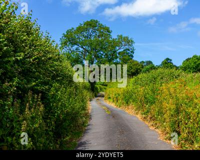 Tranquilla terra di campagna in estate con siepi su ogni lato e un albero in lontananza con un cielo blu e nuvole bianche sopra. Foto Stock